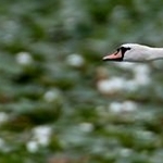 _04B3967 Vol de Cygnes